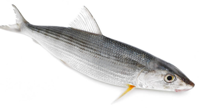 新鮮的魚