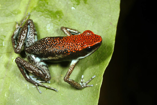 林心如毒蛙（Ameerega parvula）