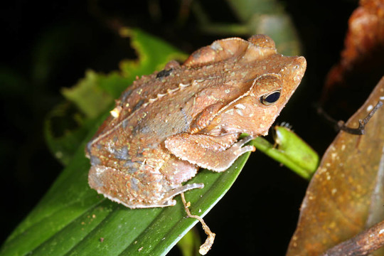 冠林的癩蛤?。≧hinella margaritifer）