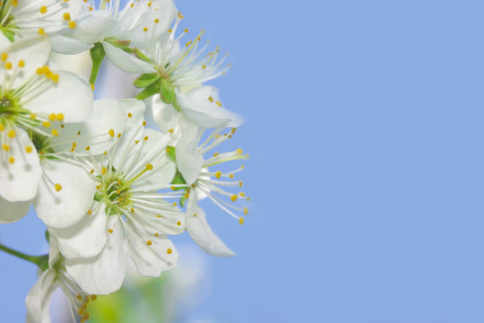 櫻花