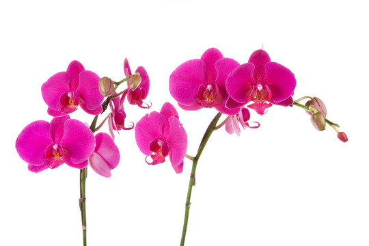 蘭花
