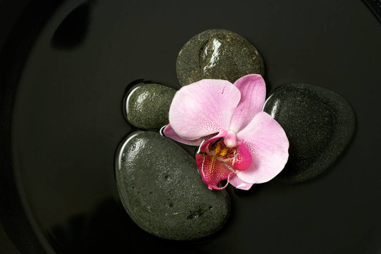 蘭花靜物