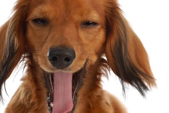 長頭發(fā)的可愛表情迷你臘腸犬好像笑