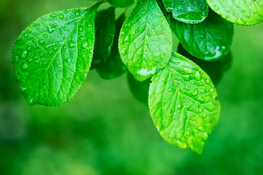 植物學(xué)的