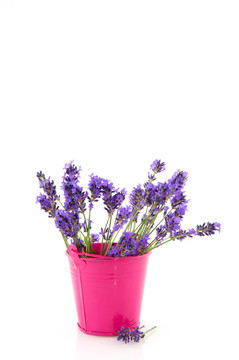 薰衣草花束