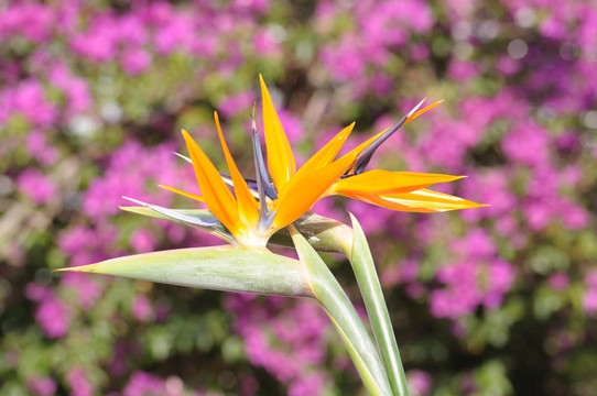 鶴望蘭或極樂鳥花