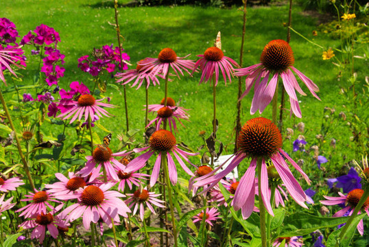 紫Coneflower 30