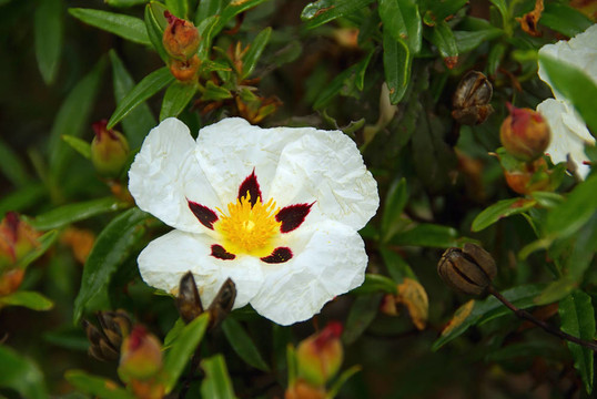 芙蓉04