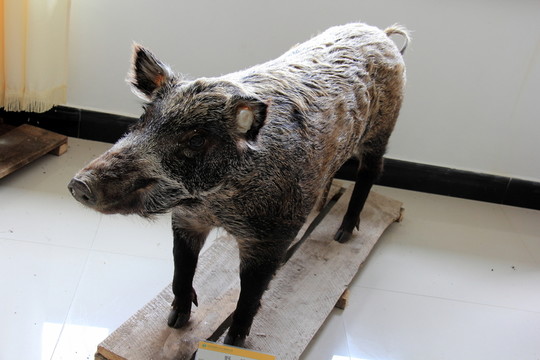 野豬