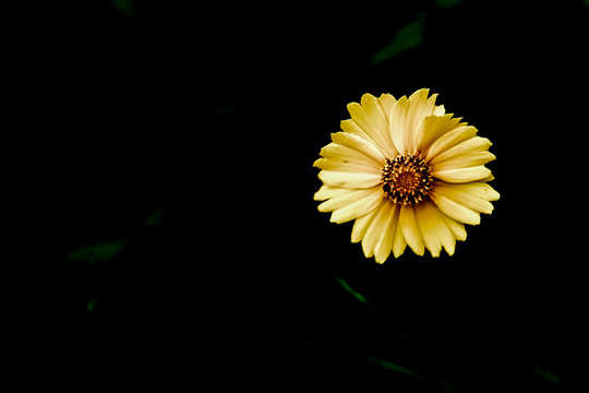 花卉