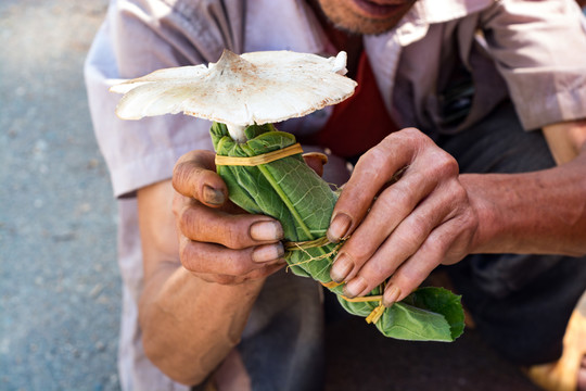 野生雞樅菌