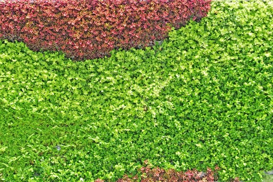 植物墻 植被墻