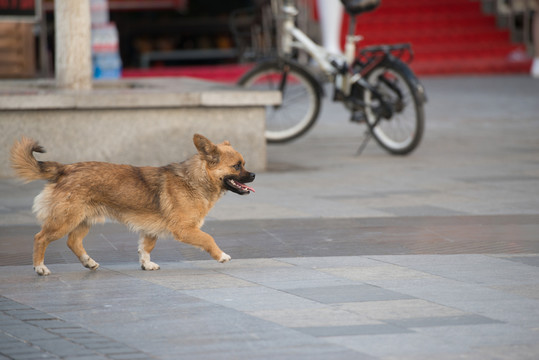狗