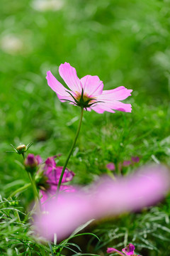 鮮花
