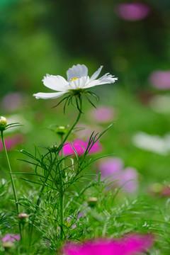 白花