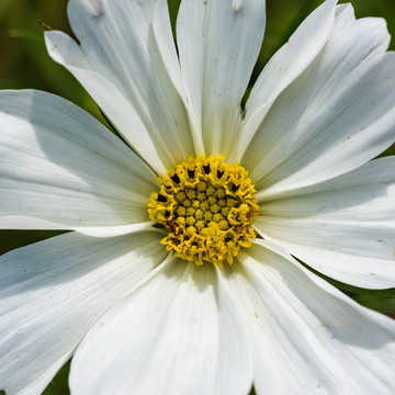 波斯菊