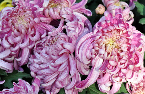 粉菊花