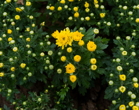 菊花