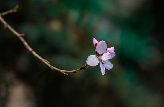 杏花