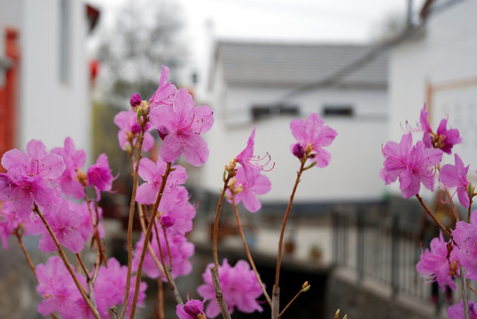 鮮花