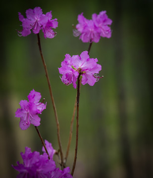 杜鵑花