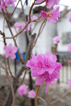 鮮花