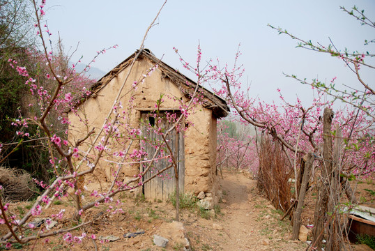 桃花