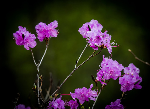 杜鵑花