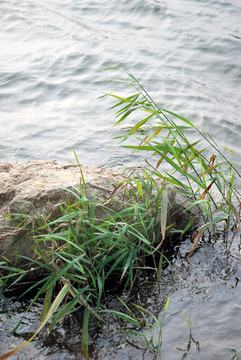 河邊小草