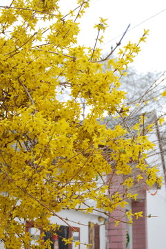 迎春花