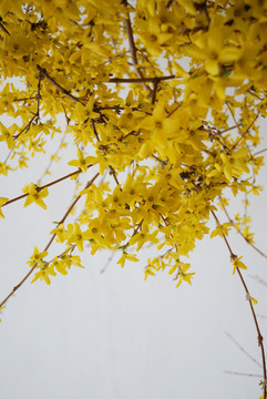 迎春花