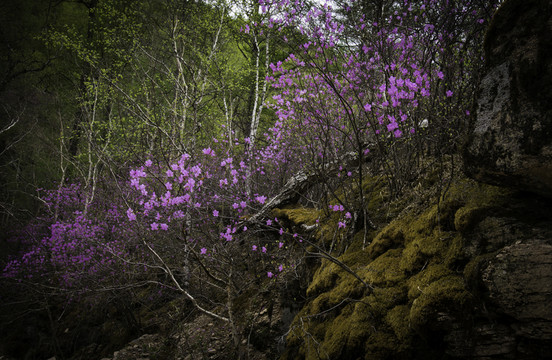 杜鵑花山崖