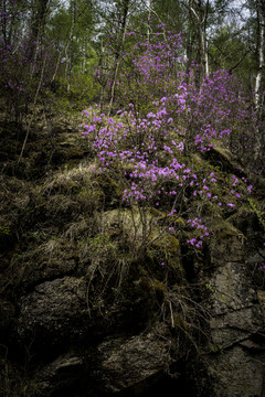 山崖杜鵑花
