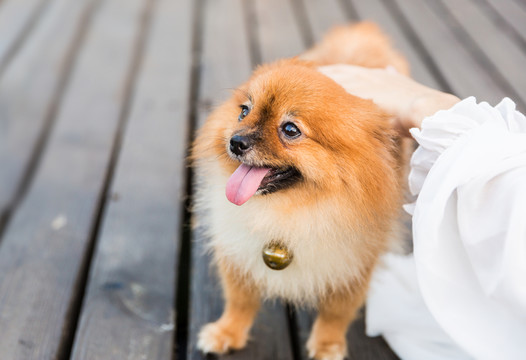 博美犬