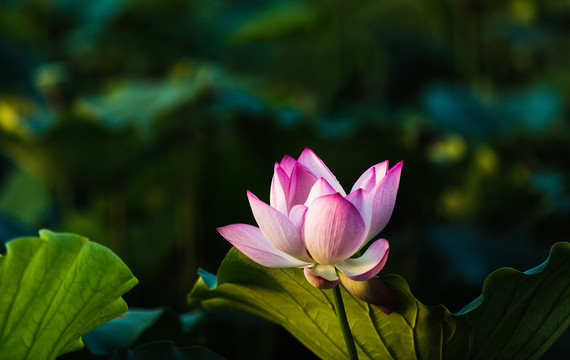 荷花