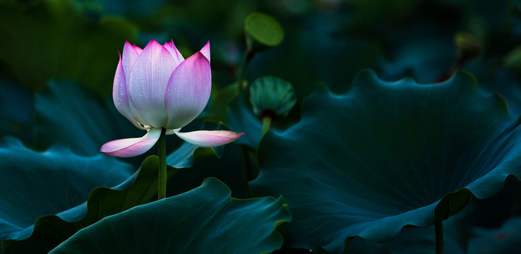荷花