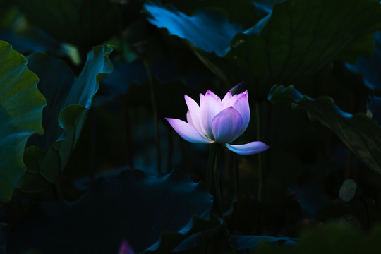 荷花