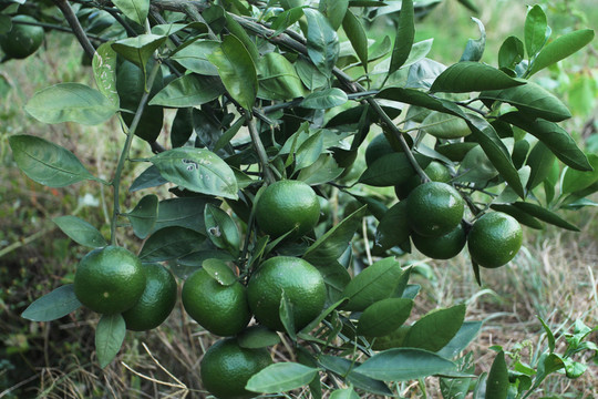 橘子樹(shù)