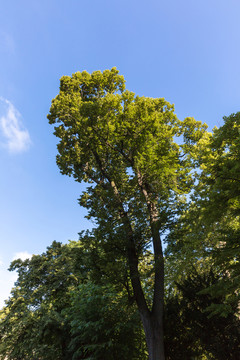巴黎盧森堡公園