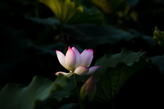 荷花