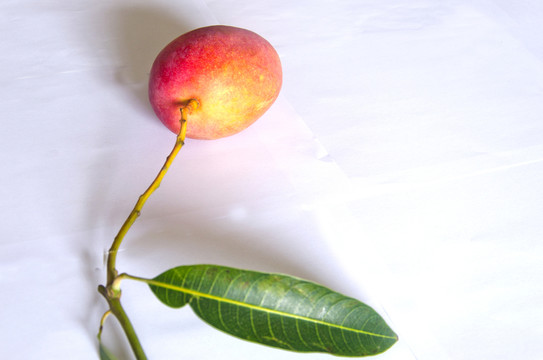 紅芒果