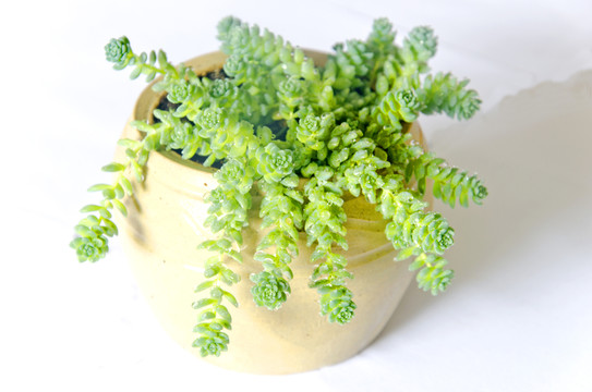 多肉植物旋葉姬星美人