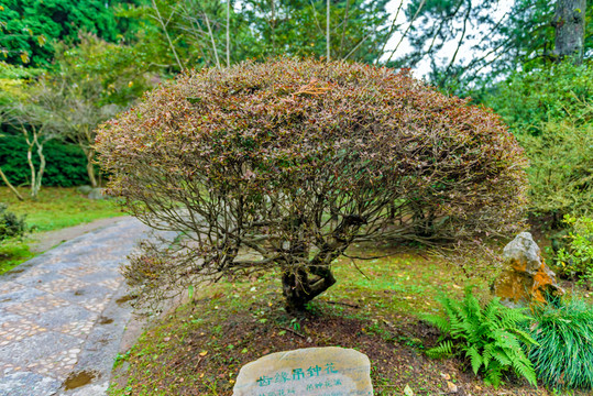 齒緣吊鐘花