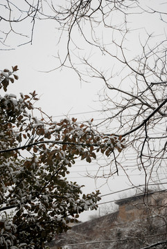 雪后枯枝