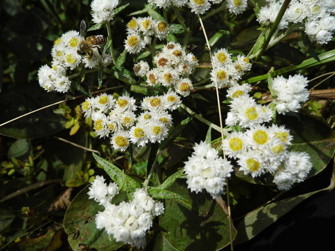 野花朵朵開