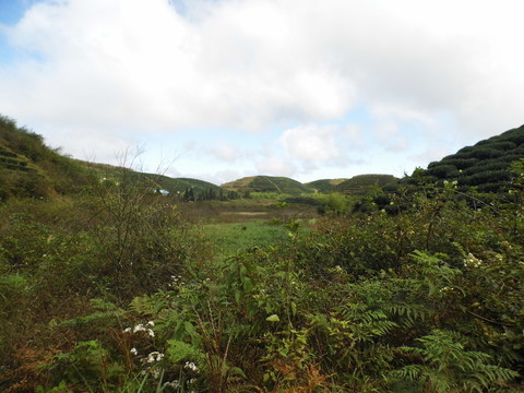高山茶園風景