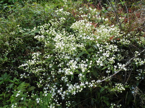 山花爛漫