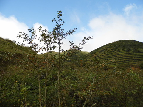 高山茶園遠眺