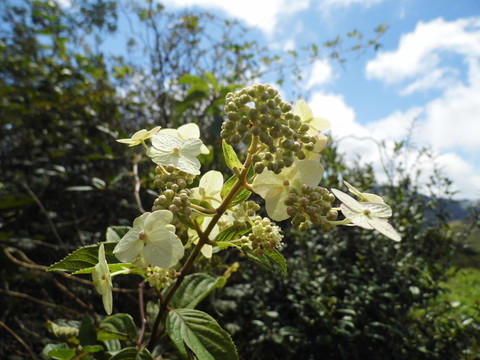 山中野花