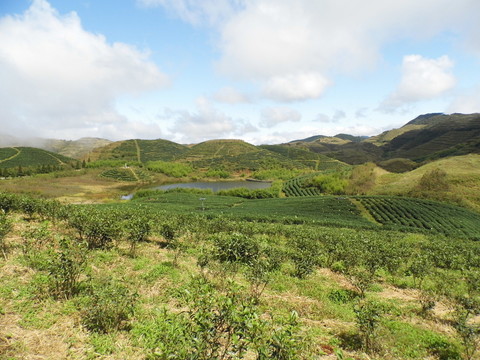高山茶園遠(yuǎn)望